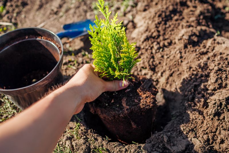 Oak Tree Planting in Honolulu, HI