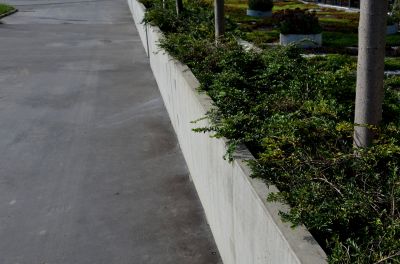 Tree Edging Installation in Honolulu, HI